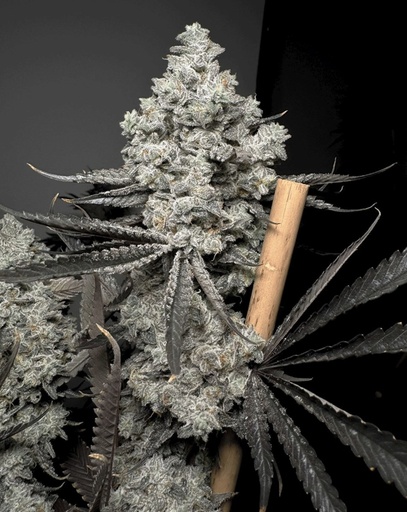 Solfire Gardens Barf Breath Fem 3St.
