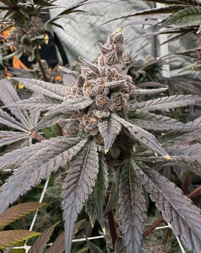 Solfire Gardens Gasserole Fem 3St.