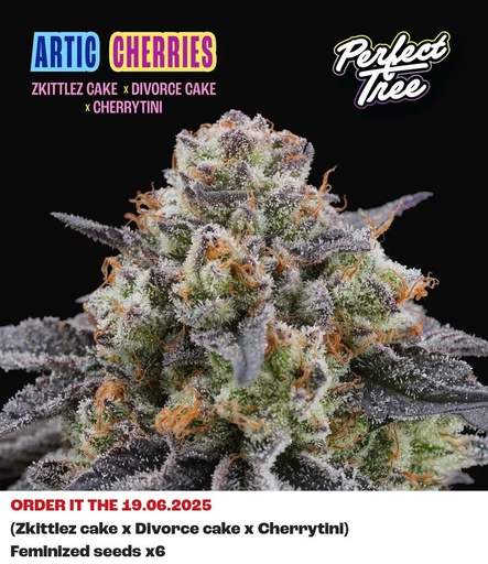 Perfect Tree Artic Cherries Fem 6St.