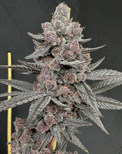 Solfire Gardens Sinferno Fem 6St.