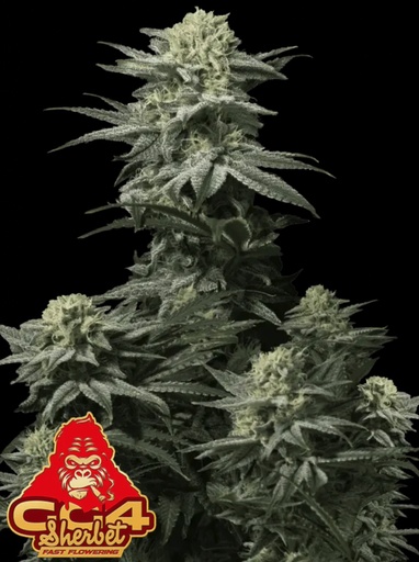 Fast Buds GG4 Sherbet FF Fem 3St.