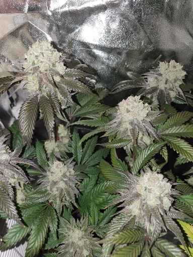 In House Genetics Banana Cake Fem 3St.