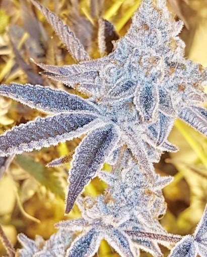 In House Genetics Platinum DOSI Fem 3St.