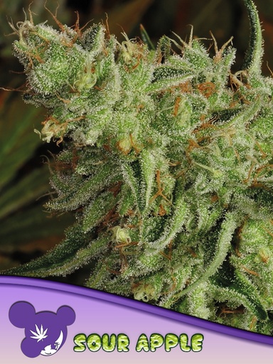 Anesia Sour Apple Fem 3St.