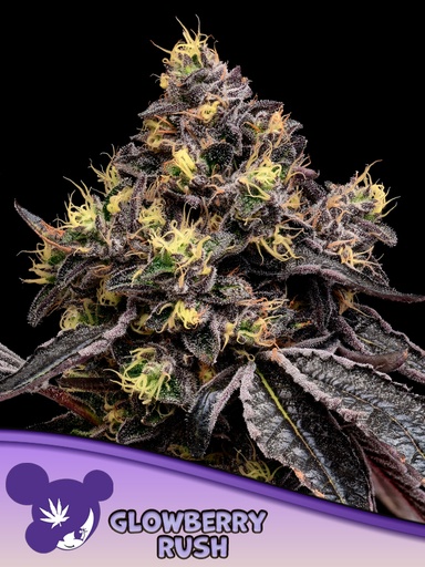 Anesia Glowberry Rush Fem 3St.