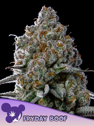 Anesia Fryday Boof Fem 3St.