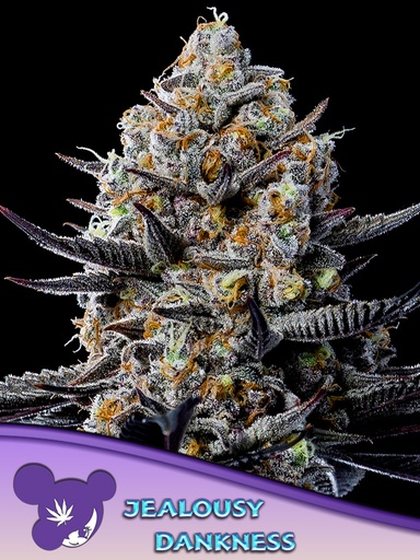 Anesia Jealousy Dankness Fem 3St.