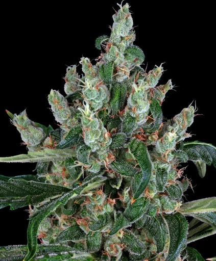 Barneys Farm Laughing Buddha Fem 3St.