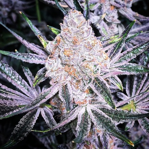Ethos Purple Sunset RBX2 Fem 5St.