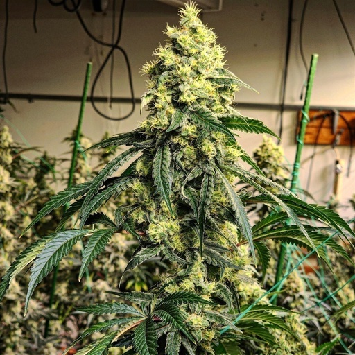 Ethos Sour G R1 Fem 5St.