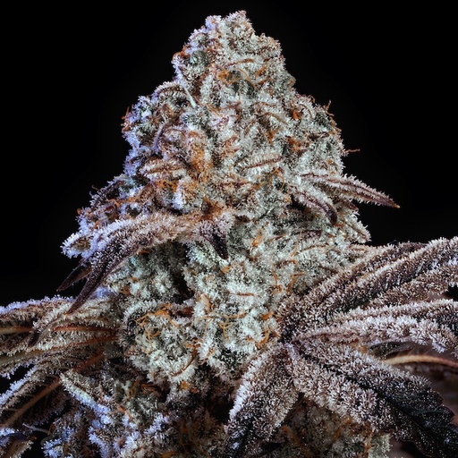 Ethos Psy-Op R1 Fem 5St.