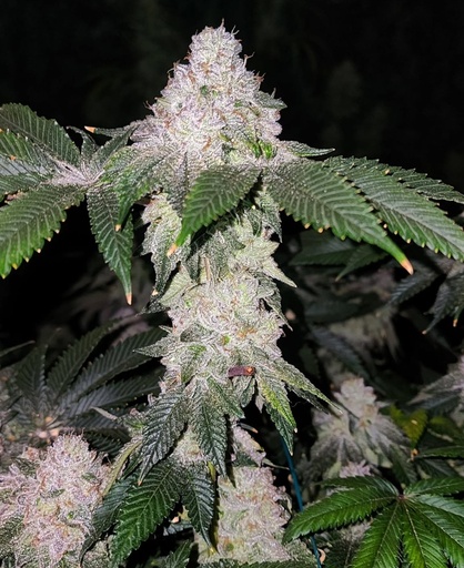 Ethos Wrank S1 Fem 5St.