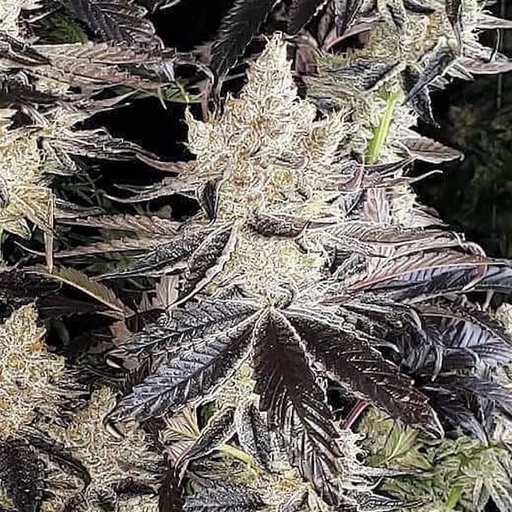 Ethos Cookies R2 Fem 5St.