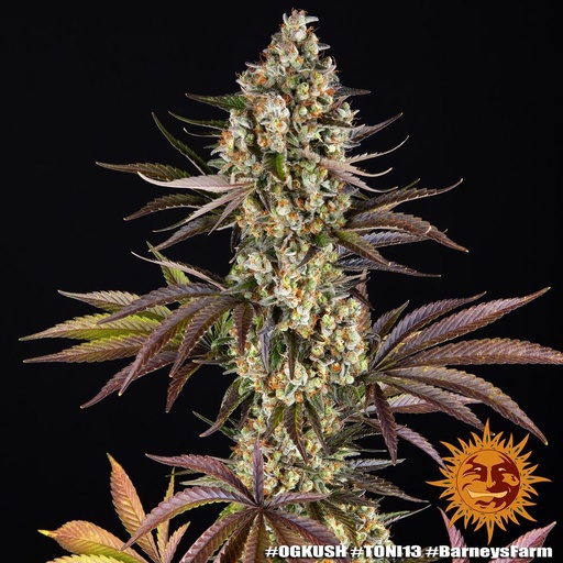 Barneys Farm OG Kush Fem 3St.