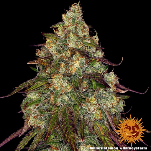 Barneys Farm Amnesia Lemon Fem 3St.