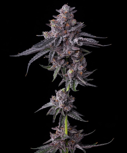 Barneys Farm Zillions Fem 3St.