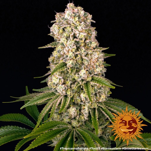 Barneys Farm Tropicanna Banana Fem 3St.