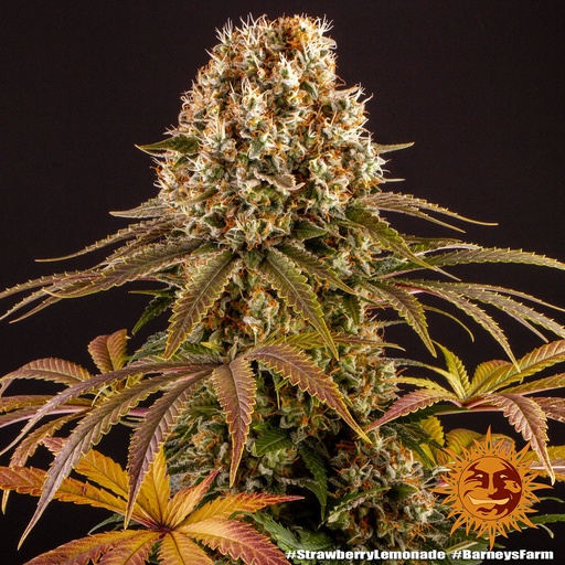 Barneys Farm Strawberry Lemonade Fem 3St.