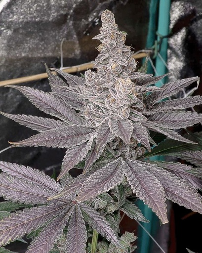 Solfire Gardens Swolfire Fem 6St.