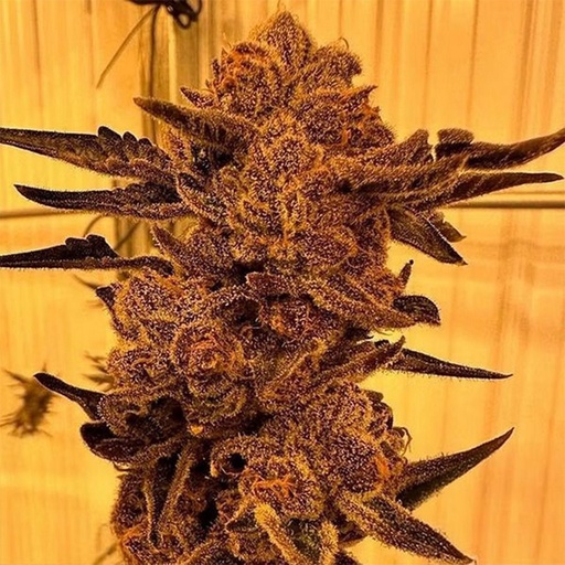 In House Genetics Black Cherry Flambe Fem 3St.
