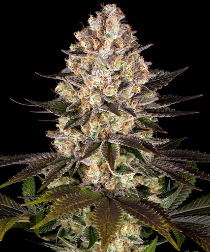 Barneys Farm Hindu Kush Fem 3 St.