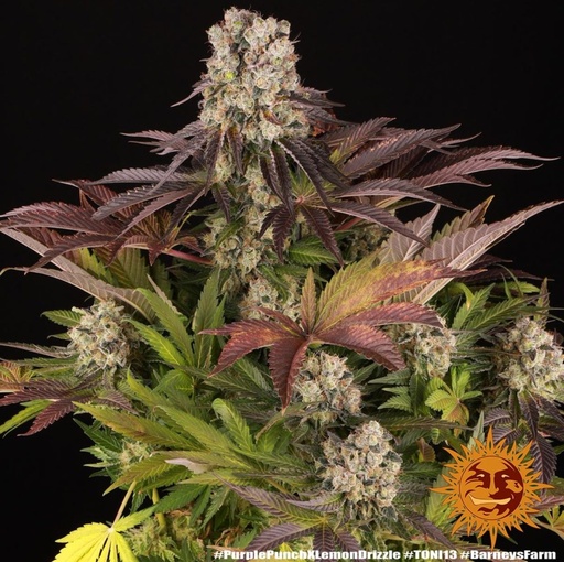 Barneys Farm Purple Punch x Lemon Drizzle Fem 3St.