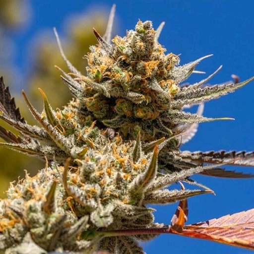 Ethos Lemon Berry Candy OG R2 Fem 5St.