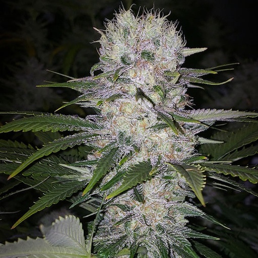 Ethos Skunk Hero RBX1 Fem 5St.
