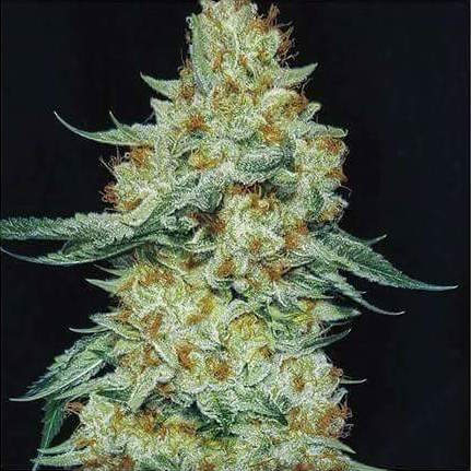 Ethos Member Berry RBX1 Fem 5St.