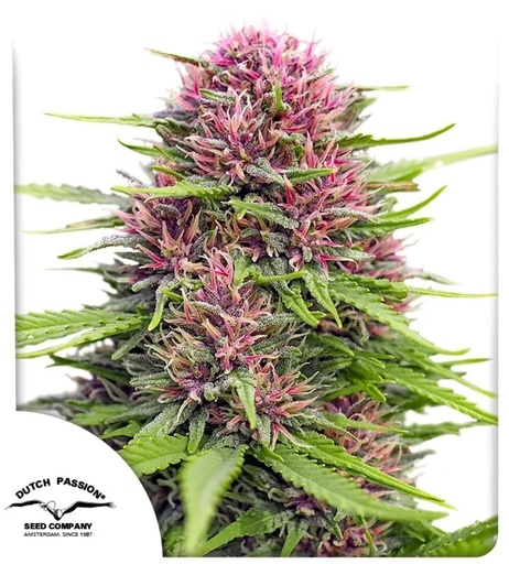 Dutch Passion Frisian Dew Fem 3St.