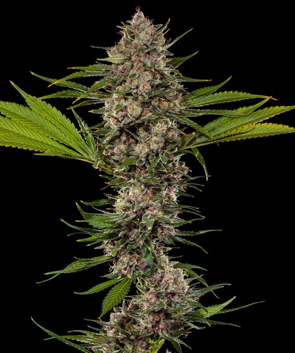 Barneys Farm MAC 1 Fem 3St.
