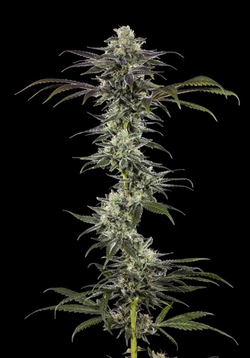 Barneys Farm RS11 Fem 3St.