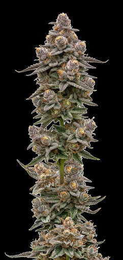 Growers Choice Blue Zeclair Fem 3St.