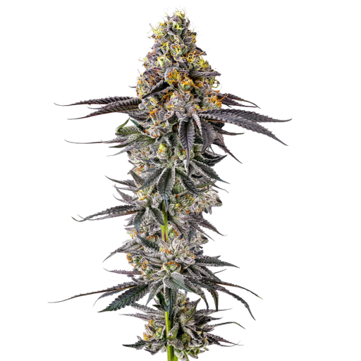 Growers Choice Lobster Butter Auto Fem 3St.