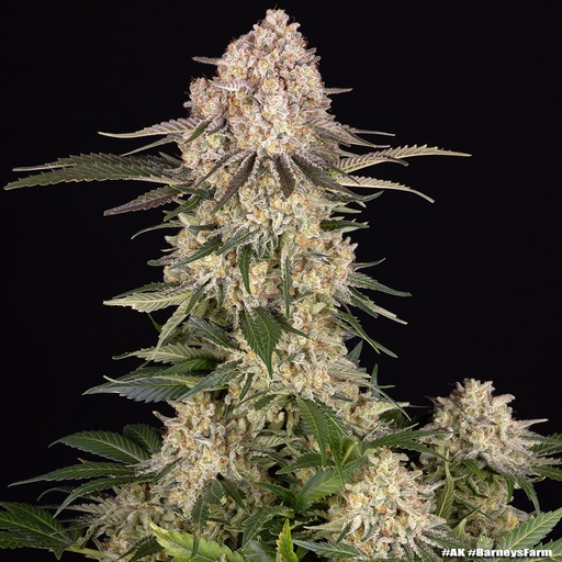 Barneys Farm AK Fem 3St.