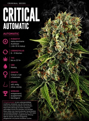 Criminal Seeds Critical Auto Fem 3St.