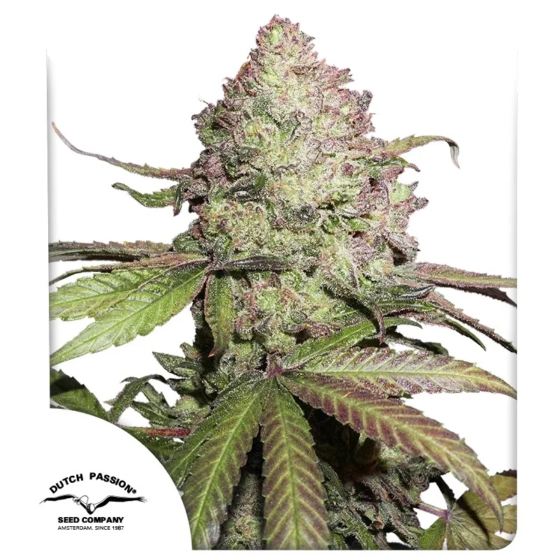 Dutch Passion Charlottes Angel CBD Auto Fem 3St.