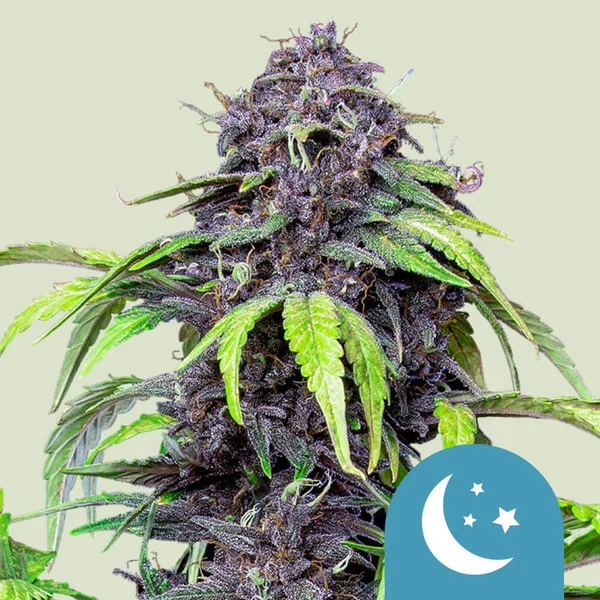 Royal Queen Seeds Purplematic CBD Fem 3St.