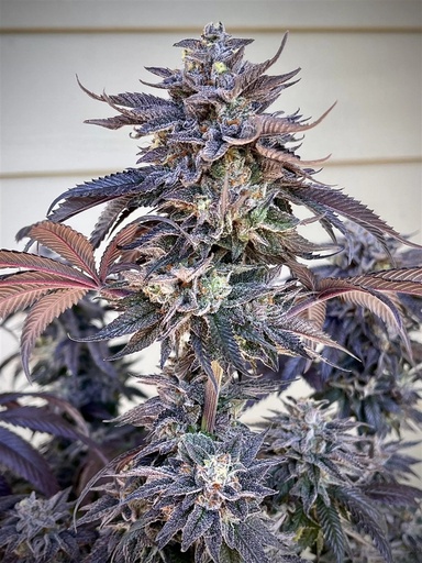 Umami Seeds Zodaza Fem 6St.