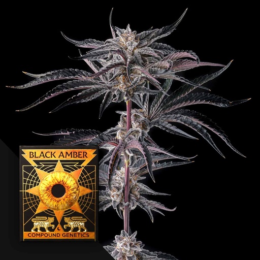 Compound Genetics Nakamarra Fem 3St.