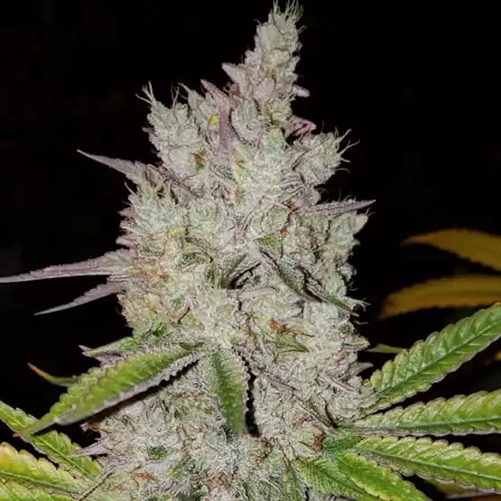 Ethos Lilac Diesel RBX2 Auto Fem 3St.