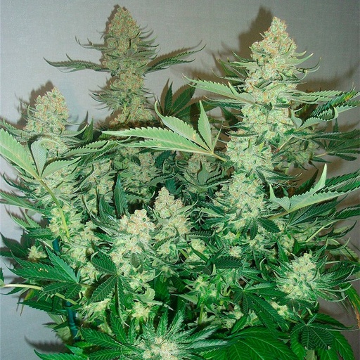 Silent Seeds Critical Mango Fem 3St.