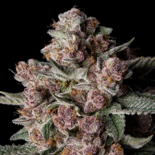 Silent Seeds Tropical Jam Fem 3St.