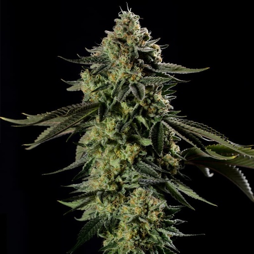 Silent Seeds Rainbow Gas Fem 3St.
