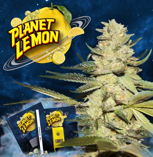 T.H. Seeds Planet Lemon Fem 2St.