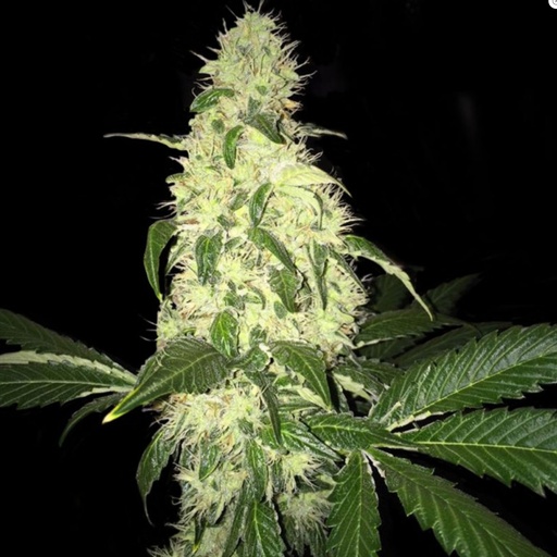 T.H. Seeds Afghaniberry Reg 5St.