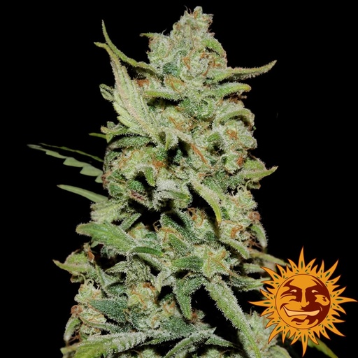 Barneys Farm Peyote Critical Fem 3 St.