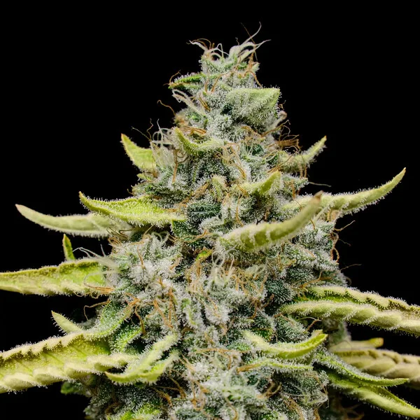 Royal Queen Seeds Blue Cheese Fem 3 St.