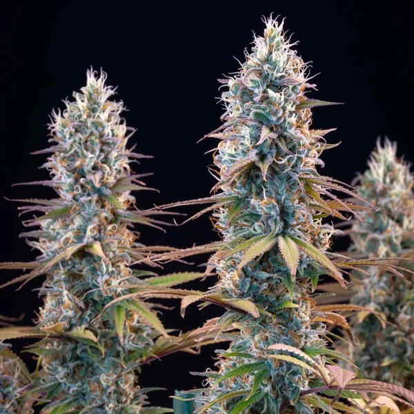 Royal Queen Seeds Grandaddy Purple Fem 3St.