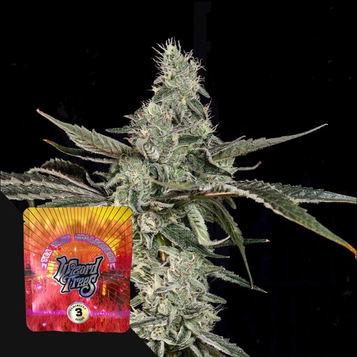 Wizard Trees London Fog Fem 3St.